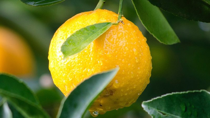 CRO与SEO优化：两股力量的差异化解读
